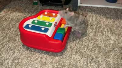 My smart pet rats Tofu and Crumb are starting to learn to play a mini piano!