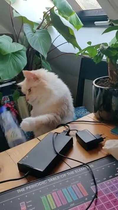 Britney loves knocking things off my desk and she's definitely not sorry about it