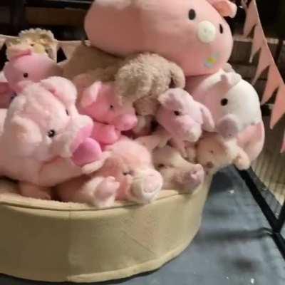 Just look at that little face!!