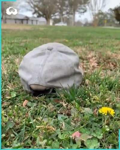 What kind of turtle is this?