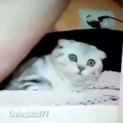 Traumatized pussy