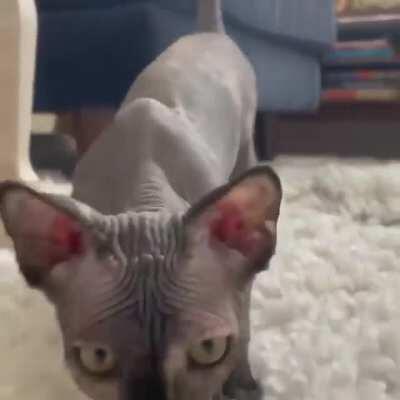 Meet Cleopatra Hobgoblin Worm aka Henrietta Wrinkler aka Gobby