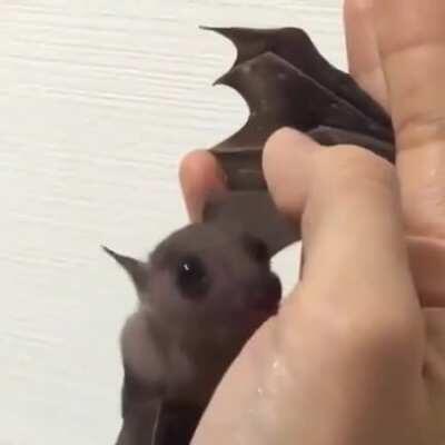 baby bat🦇💕lick lick lick lick