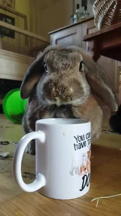 Niblet got a bit of orange juice i think she enjoyed it!