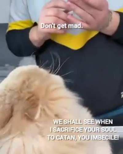 I didn't do anything 🐾