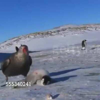 Giant Petrel Eating A Penguin Chick