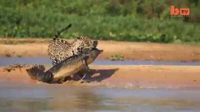 Jaguar ambushes caiman, Pentanal wetlands of Brazil