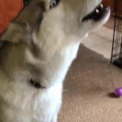 NO, you get the ball!