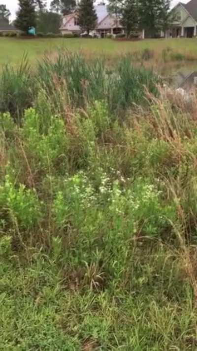 Ever hear singing frogs? I smile every single time and thought some others might find it cute/funny