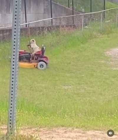 Dog doing doggo things