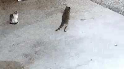 My fellow raccoons need this food