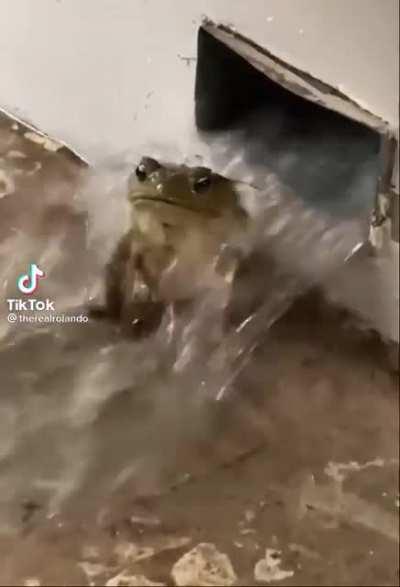 Spontane Froschdusche