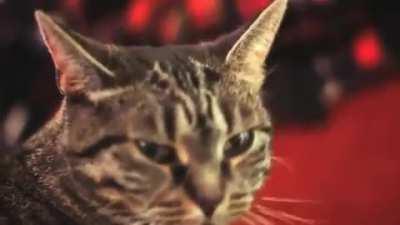 Not that soft music with some very soft mews.