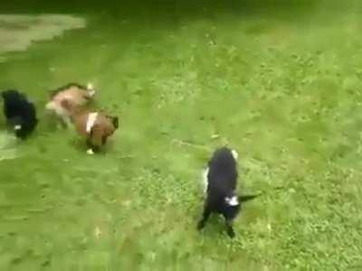 f*ck you little goat.. f*ck you again