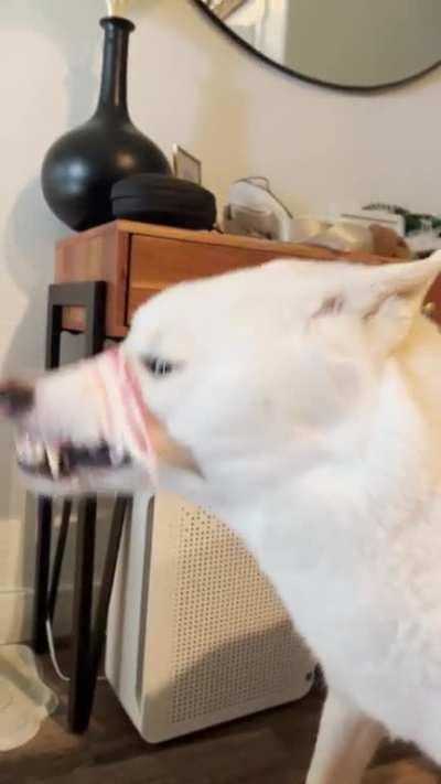 (OP) Threw a piece of bacon to my dog and he caught it a weird way.