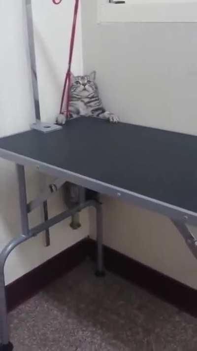 A cat being an escape artist