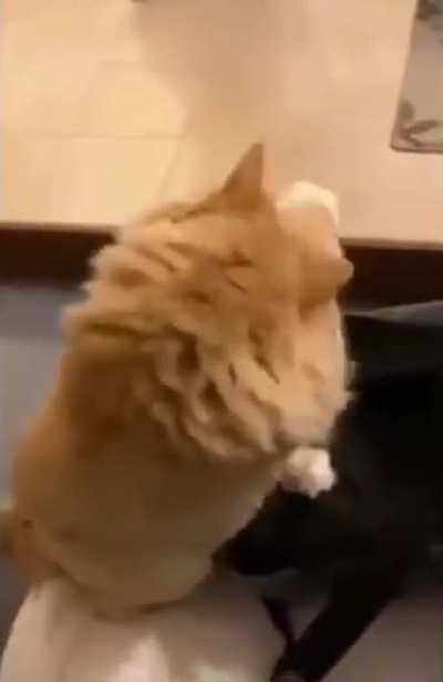 A polite cat requesting pets