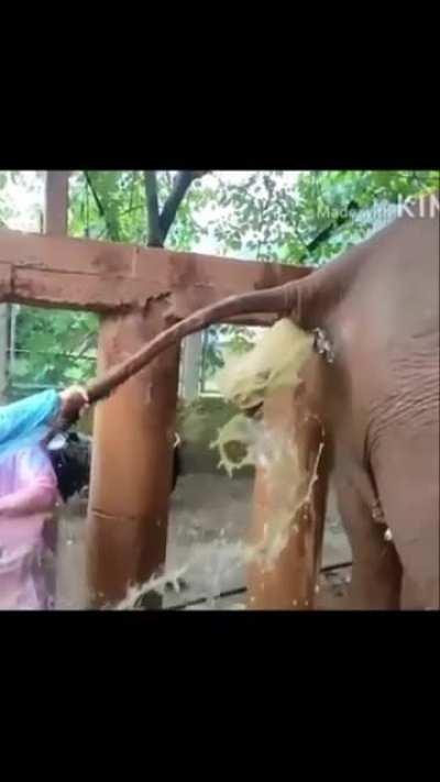 to help an elephant to go to the bathroom