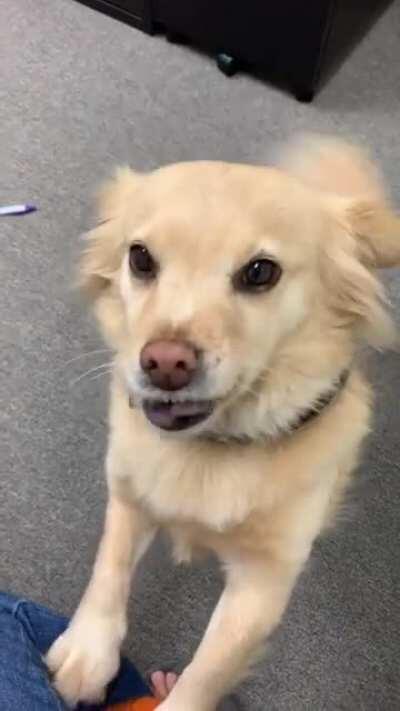 Ermahderg interrupting your work day in the office for some pets