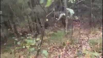 A hunter is charged by mama bear with 3 cubs. Doesn’t shoot, gets away safely