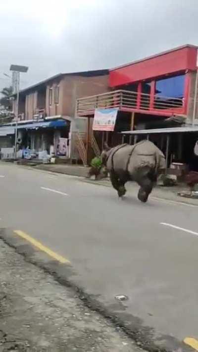 An Asian Rhino taking a morning stroll through a suburb in Nepal