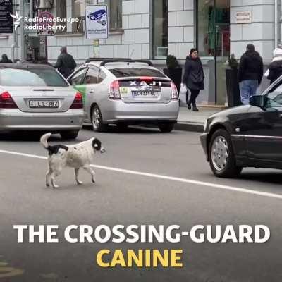 Sausage, The Crossing-Guard Dog Of Batumi