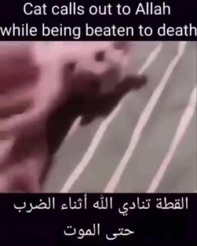 Cat prays to Allah 🙏