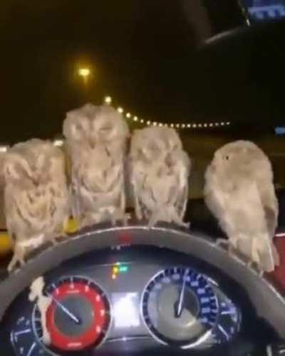 Saudi Arabian snap stories be like