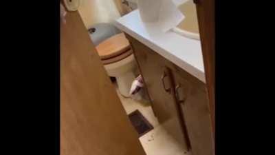 Gotta love settling animals to a new home