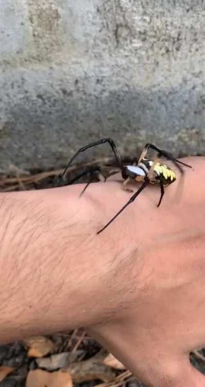 Giant garden spider i found yesterday. Thought u guys might enjoy
