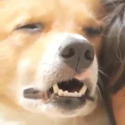 Don't mind me, I'm just sleeping with my human