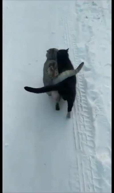 Two Happy Cats Being Bros!