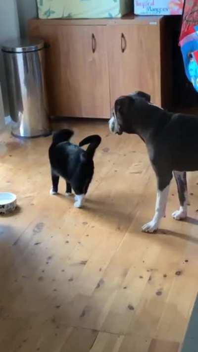 Cat hates to admit that she likes the dog