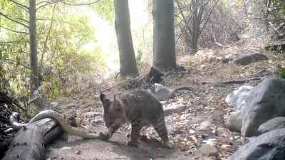 Rattlesnake vs. Bobcat