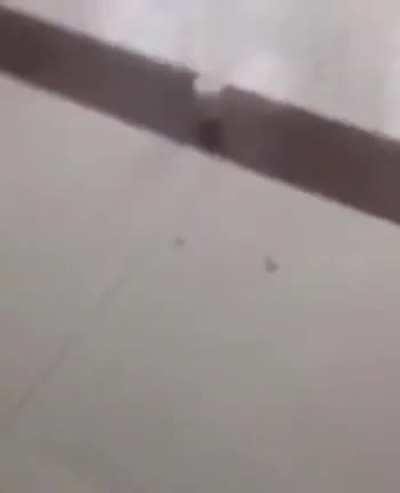 Attacking a swarm of bees and receiveing the bill