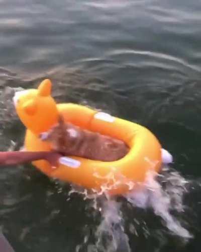 A quality water doggy!