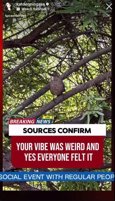 Kat Dennings instagram stories November 11 2025