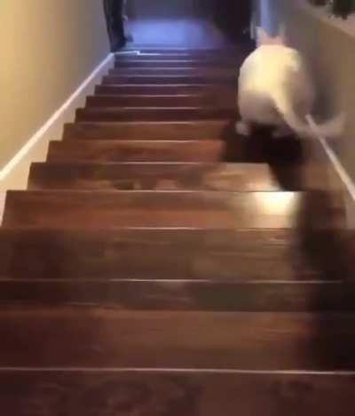 Full send from Walter Inu 😂