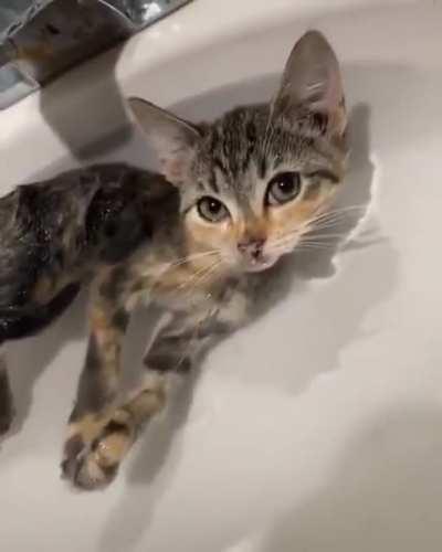 bath procedures for the cat