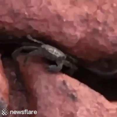 Me after seeing that somebody doesn't want crabs