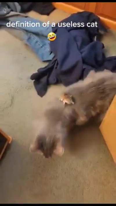 Definition of a useless cat!  LMAO.  Really?