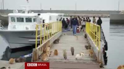 Luba luba vem ver isso