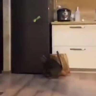 They're usually so graceful