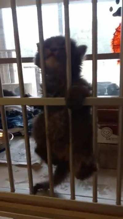 Tiny prisoner's plea for freedom