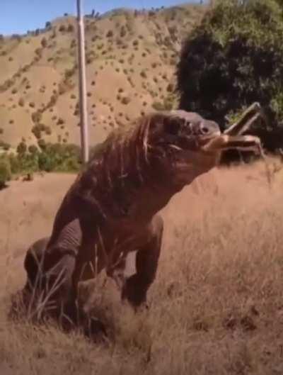 This Komodo dragon.