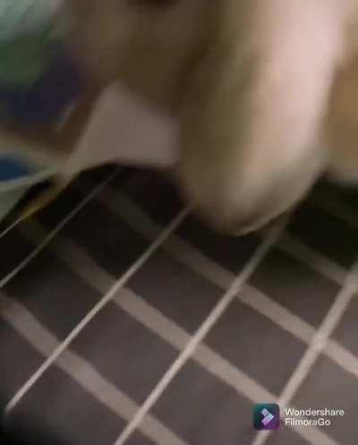 No more homework, just more pet