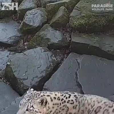 Snep is startled by the camera!