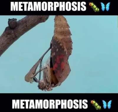 METAMORPHOSIS METAMORPHOSIS METAMORPHOSIS METAMORPHOSIS 🐛🦋🧛🏾‍♀️