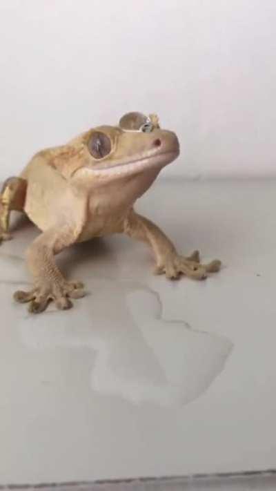 All hail king hydro lizard