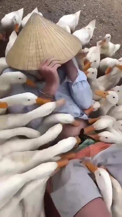 MAn gETs eATeN ALiVE BY RaVEnOus GEesE